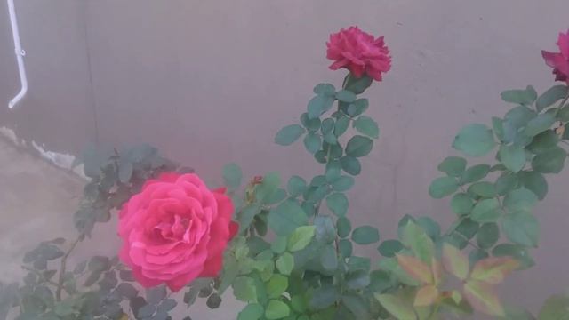 The beauty of a Red rose смотреть онлайн