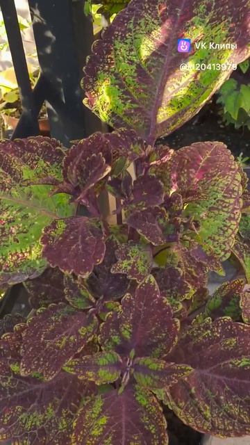Coleus "Solar Shadow" Народное имя этого колеуса "Аватар" смотреть онлайн