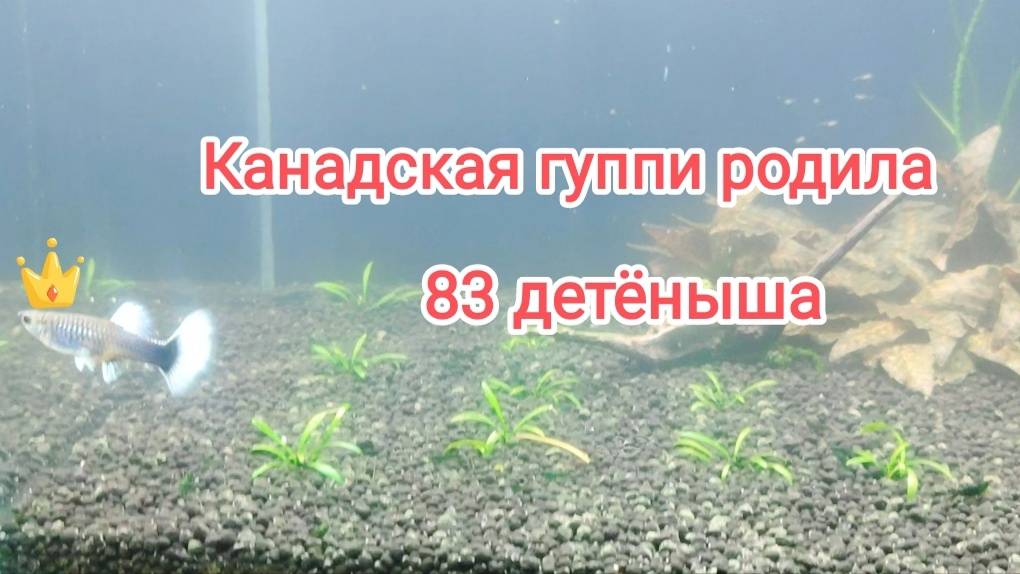Канадская гуппи родила 83 малечка. А сколько детенышей приносили вам гуппи? смотреть онлайн