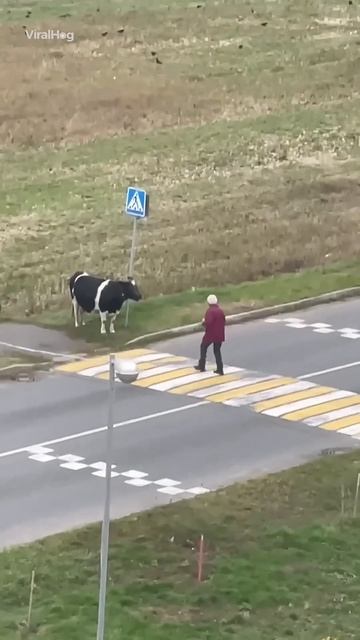 Smart cow 👏🏻 смотреть онлайн