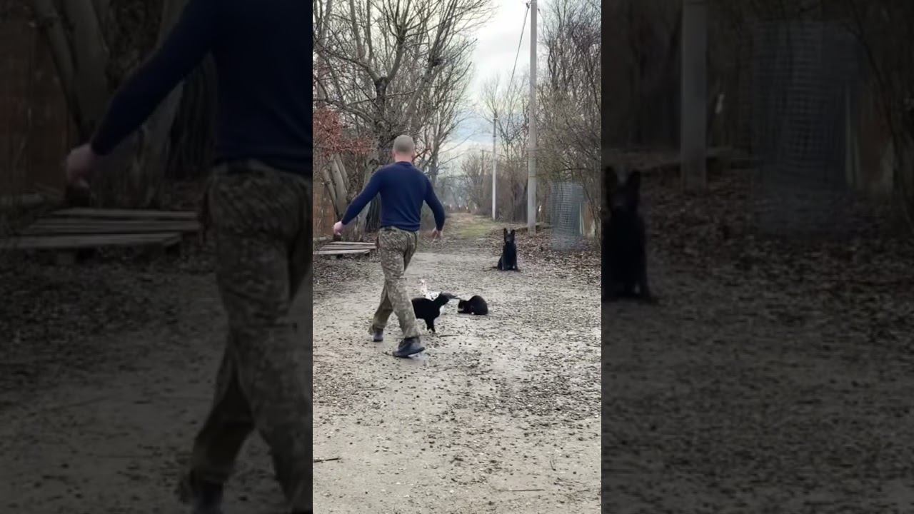 Выдержка у Немецкой овчарки 4 месяца Ральф смотреть онлайн