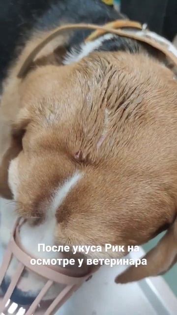 После укуса собаки на самовыгуле смотреть онлайн
