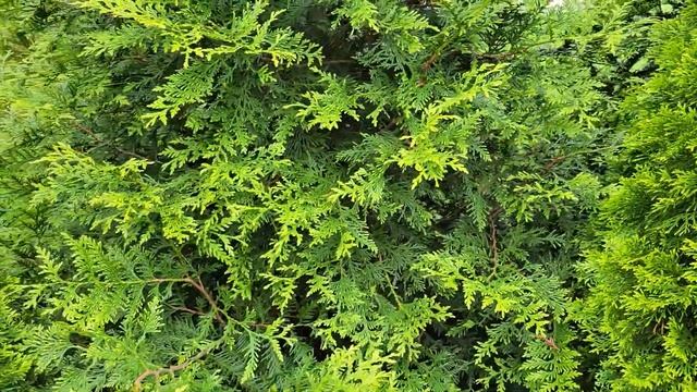 Fast growing, low maintenance evergreen: Thuja Green Giant Arborvitae смотреть онлайн