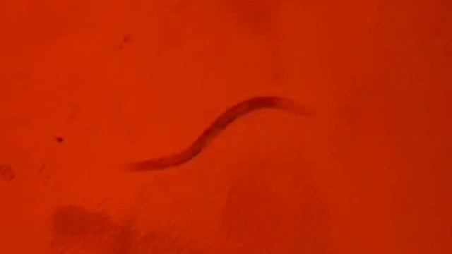 c elegans NpHR yellow light смотреть онлайн