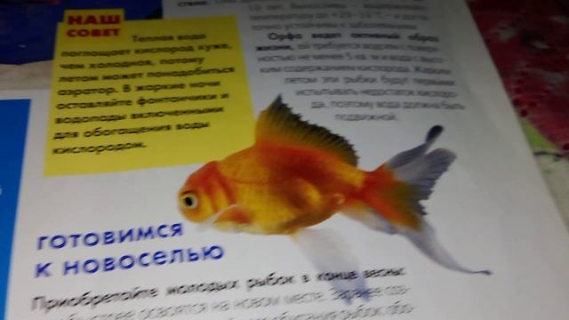 Листовка про то как сделать прудик для тропических рыбок и как подобрать хорошую газонокосилку.