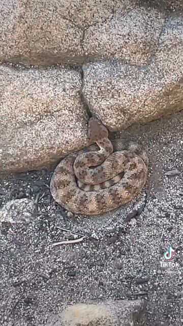Camo Snakes 🐍 - Southwestern Speckled Rattlesnake #rattlesnake #herpetology #snakes #snakefacts смотреть онлайн