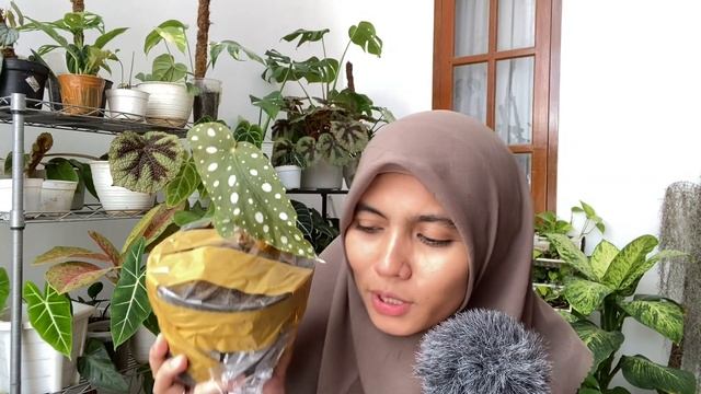 ada begonia, alocasia, syngonium, ampe calathea semua diborong 🙃 смотреть онлайн