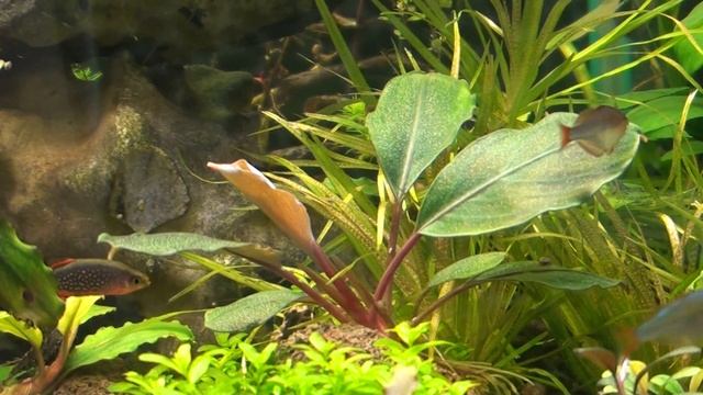 Bucephalandra sp. Dark Silver Grey смотреть онлайн