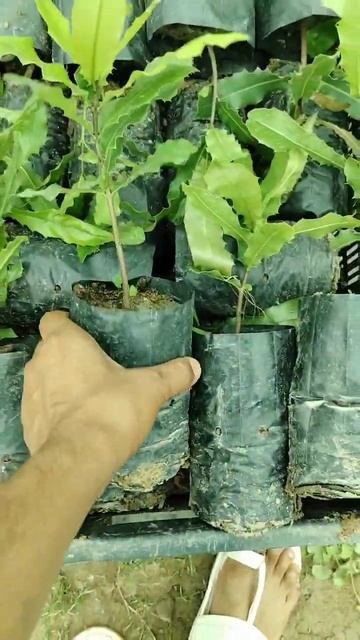 Macadamia nut plant смотреть онлайн