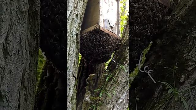 Лісовий рій.@Пасіка вихідного дня ua смотреть онлайн