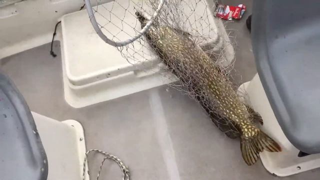 Растения в разных стилях