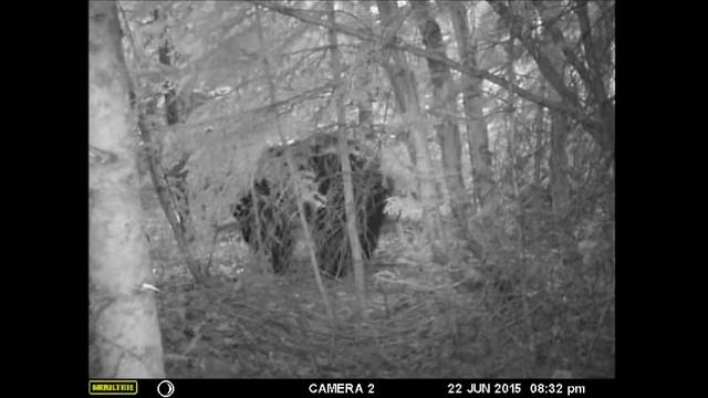 Black bears, Grizzly and wolf captured on game camera смотреть онлайн