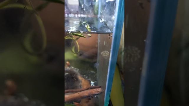 eclosión de huevos de caracoles planorbis смотреть онлайн