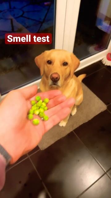 Will Cooper eat it? Episode I: Frozen Peas смотреть онлайн