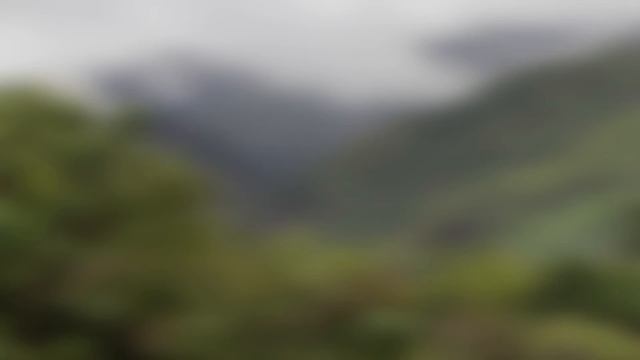 "Prolemur Simus", ce lémurien que l'on croyait perdu смотреть онлайн