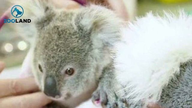 Golden Retriever Saves Baby Koala смотреть онлайн