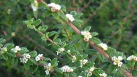 Нашия Инагуенсис: уход в домашних условиях смотреть онлайн