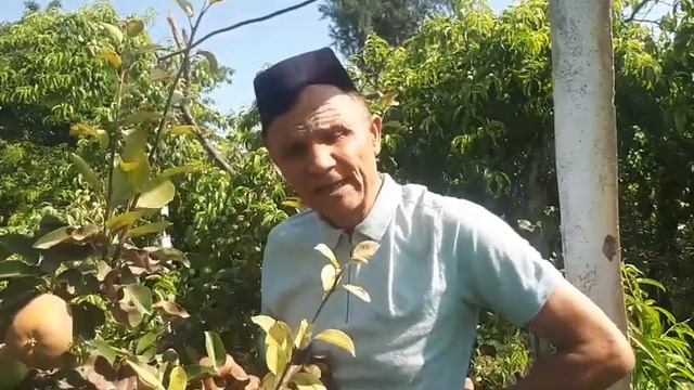 НОК ДАРАХТИНИ БАРГИ КУЙГАН НУРЛАНГАНДА ЯНИ КУРИГАНДА.ОДИЙ ИШЛОВ БЕРИШ смотреть онлайн