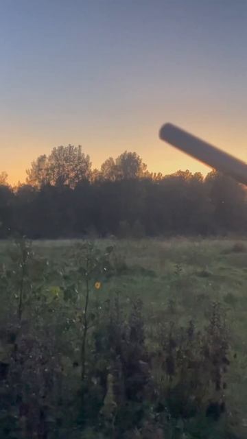 Охота на лося во время гона. Лось на вабу. Витебская область. смотреть онлайн