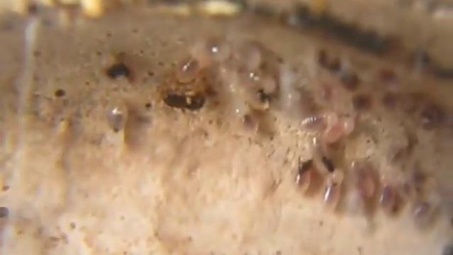 Tetramorium Caespitum ( http://fourmis404.over-blog.com/ ) смотреть онлайн