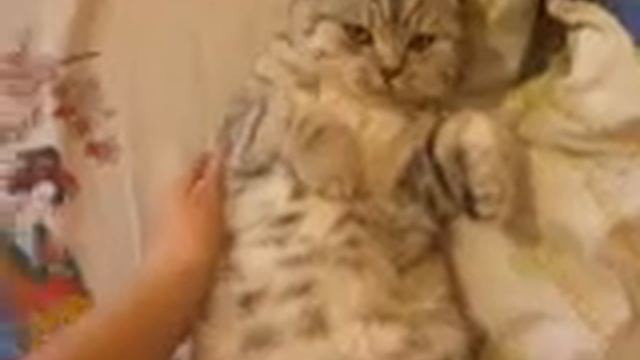 Маська смотреть онлайн