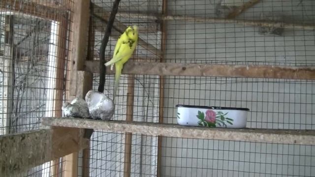 Мои любимые попугайки 29.05.2019 года. смотреть онлайн