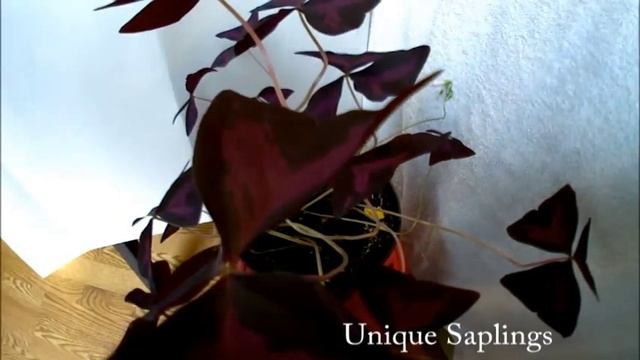 Oxalis Time Lapse смотреть онлайн