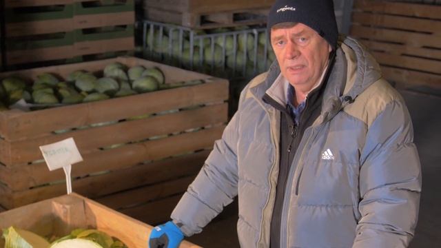 Kilastor F1 - Jedyna na rynku odmiana przechowalnicza z odpornością na kiłę kapusty смотреть онлайн