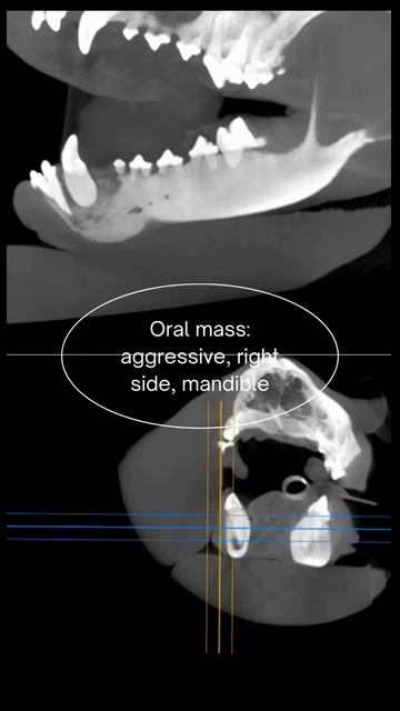 Join us in #Reno for #VetDental #Forum and see incredible #dental #casestudies like these #shorts смотреть онлайн