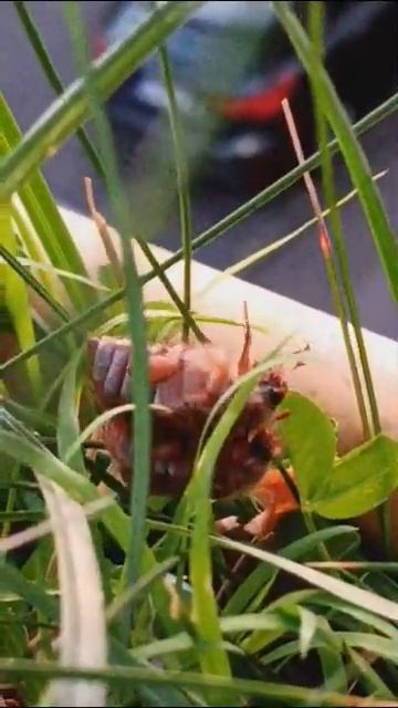 Junikäfer bei der Paarung смотреть онлайн