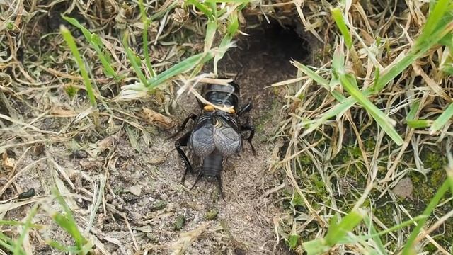 Field cricket and its burrow. смотреть онлайн