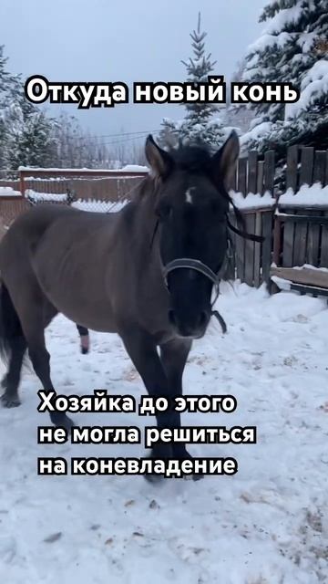 ОТКУДА НОВЫЙ КОНЬ #лошади #horses #equestrian #жеребята #horsemanship #верховая_езда #foal #природа смотреть онлайн