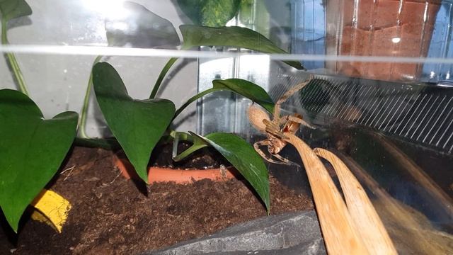 Brazilian Wandering Spider eats cockroach / Brasilianische Wanderspinne frisst Schabe смотреть онлайн