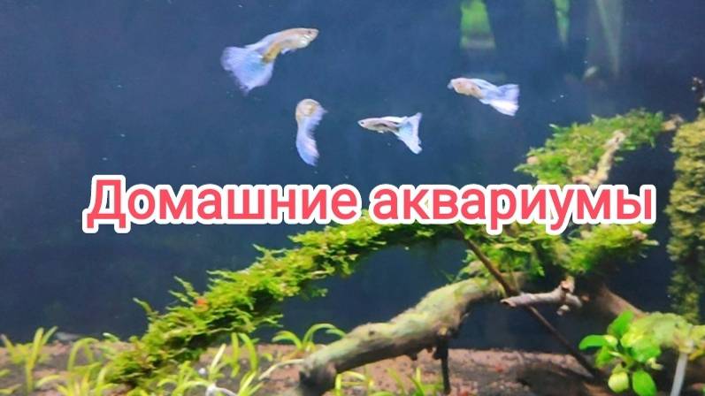 Домашние аквариумы на стеллаже - обзор! смотреть онлайн