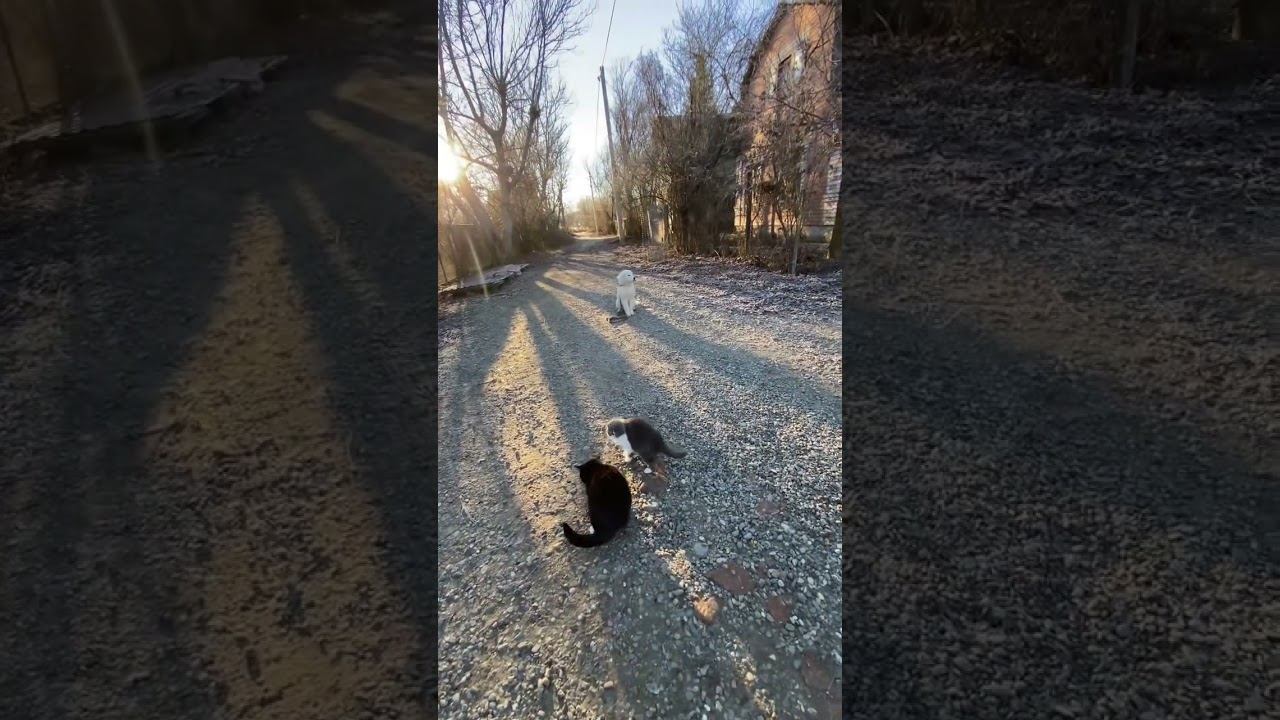 Мареммо-абруццкая овчарка/ Отработка команды сидеть смотреть онлайн