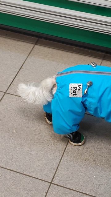 Собачки - умняшки👍 смотреть онлайн