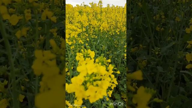 #рапс Рапсовое поле. Кубань. смотреть онлайн