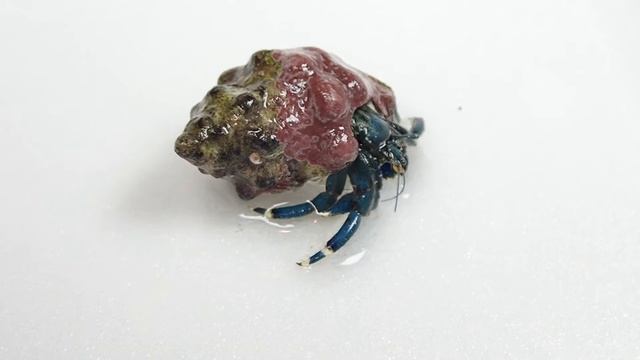 青い美しいヤドカリ part2　イソヨコバサミ　cua ẩn sĩ　Рак-Отшельник　cangrejo ermitaño　caranguejo eremita　소라게 смотреть онлайн