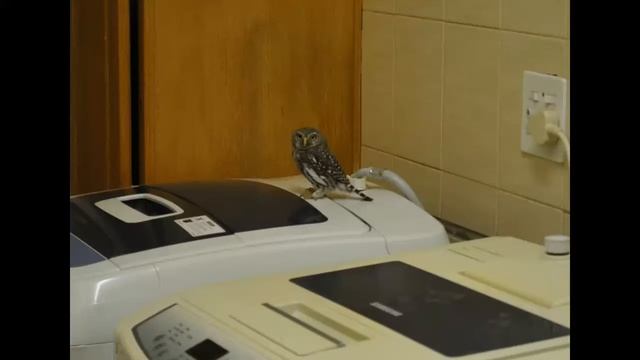 Pearl Spotted Owlet смотреть онлайн