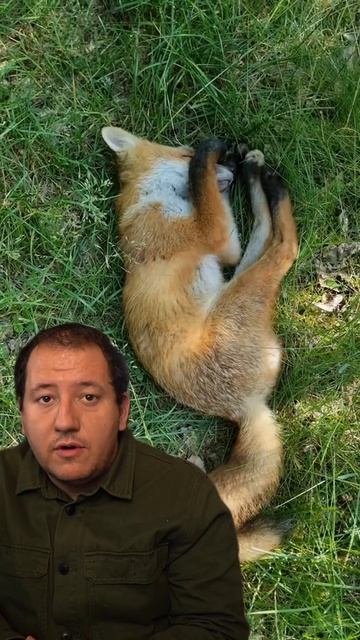 Graban a un zorro durmiendo profundamente смотреть онлайн