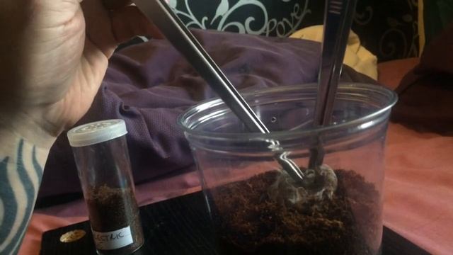 Chilobrachys Sp Electric Blue ( Rehousing ) смотреть онлайн