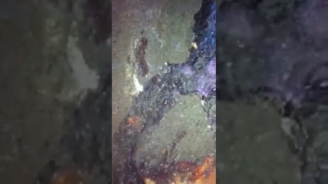 Paraponera 2 смотреть онлайн