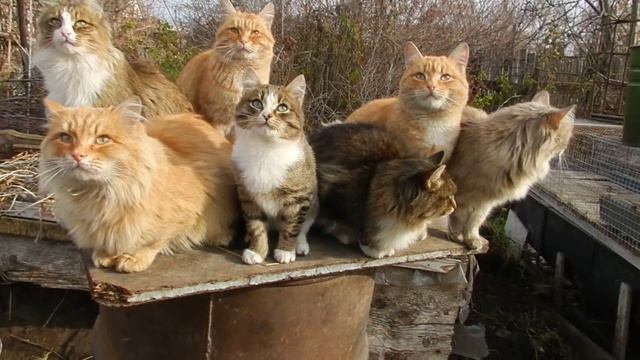ЛЮДВИГ. Пух и другие. "The 7 cats" смотреть онлайн