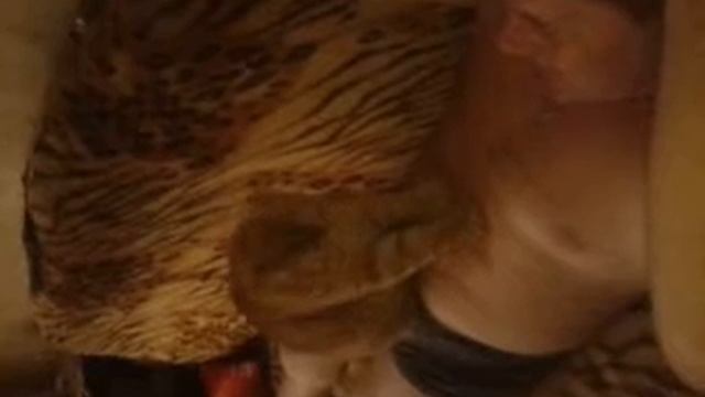 Кот делает массаж смотреть онлайн