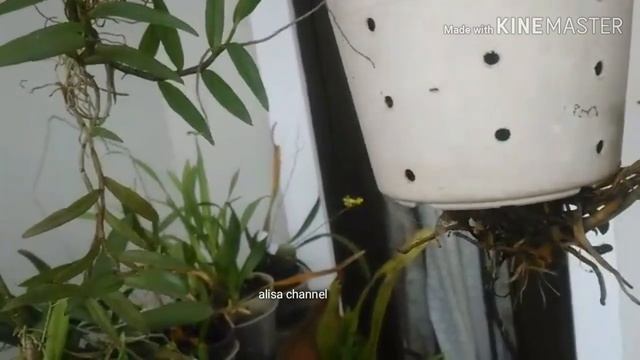 Anggrek dendrobium anosmum kuncup bunga смотреть онлайн