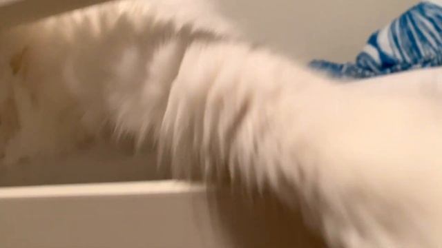 Cat Adjusting Camera On His Bed смотреть онлайн