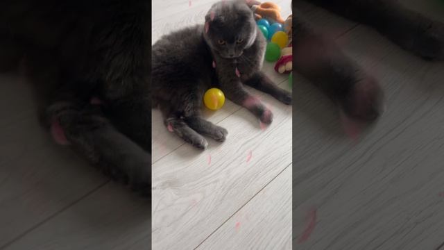 🔴КОТ СМОКИ🔴 смотреть онлайн