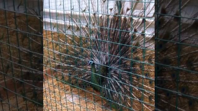 Vlog. Павлин. Самарский зоопарк. смотреть онлайн