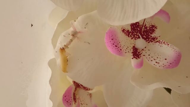 Hymenopus Coronatus feeding. смотреть онлайн