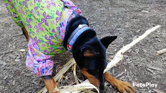 Добер-Бобер. смотреть онлайн